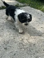 Boomer , a male Cavapoo and Shorkie for sale in Reynoldsburg, OH – 7 of 10