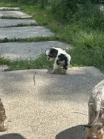 Lucy, a female Cavapoo and Shorkie for sale in Reynoldsburg, OH – 7 of 10