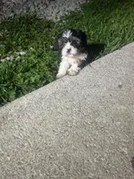 Boomer , a male Cavapoo and Shorkie for sale in Reynoldsburg, OH – 2 of 10