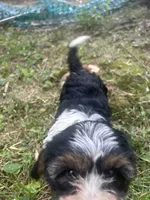 Rocky, a male Cavapoo for sale in Reynoldsburg, OH – 10 of 10