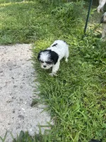 Lucy, a female Cavapoo and Shorkie for sale in Reynoldsburg, OH – 6 of 10