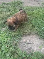 Lily , a female Cavapoo and Shorkie for sale in Reynoldsburg, OH – 10 of 10