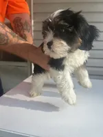Rocky, a male Cavapoo for sale in Reynoldsburg, OH – 2 of 10