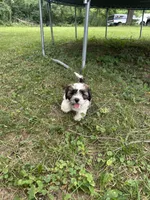 Cisco , a male Cavapoo and Shorkie for sale in Reynoldsburg, OH – 2 of 10