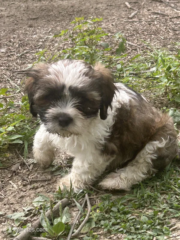 Cisco  – Cavapoo, Shorkie puppy for sale in Reynoldsburg, OH