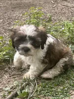 Cisco , a male Cavapoo and Shorkie for sale in Reynoldsburg, OH – 1 of 10