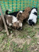 Boomer , a male Cavapoo and Shorkie for sale in Reynoldsburg, OH – 10 of 10