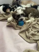 Cisco , a male Cavapoo and Shorkie for sale in Reynoldsburg, OH – 6 of 10