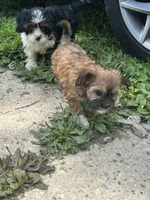 Lily , a female Cavapoo and Shorkie for sale in Reynoldsburg, OH – 8 of 10