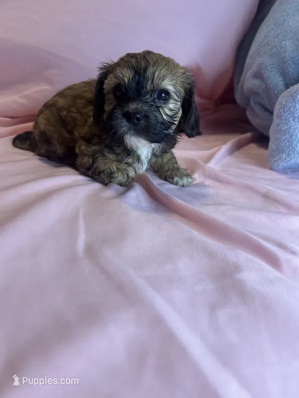Lily  – Cavapoo, Shorkie puppy for sale in Reynoldsburg, OH