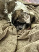 Cisco , a male Cavapoo and Shorkie for sale in Reynoldsburg, OH – 7 of 10
