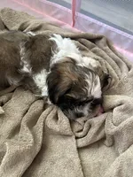 Cisco , a male Cavapoo and Shorkie for sale in Reynoldsburg, OH – 5 of 10