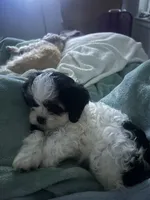 Lucy, a female Cavapoo and Shorkie for sale in Reynoldsburg, OH – 8 of 10