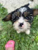 Rocky, a male Cavapoo for sale in Reynoldsburg, OH – 7 of 10