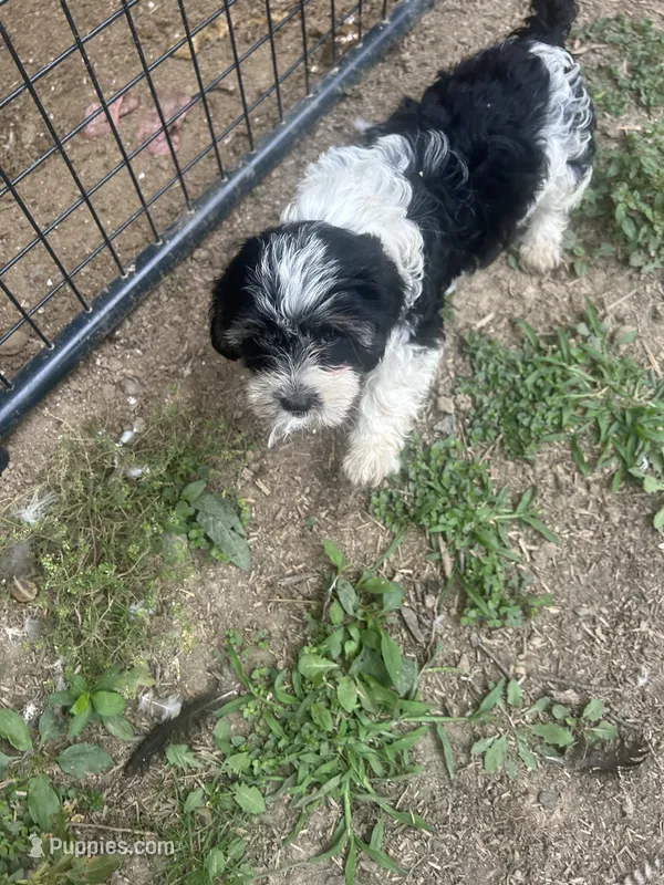 Boomer  – Cavapoo, Shorkie puppy for sale in Reynoldsburg, OH