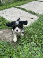 Rocky, a male Cavapoo for sale in Reynoldsburg, OH – 8 of 10