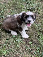 Cisco , a male Cavapoo and Shorkie for sale in Reynoldsburg, OH – 8 of 10