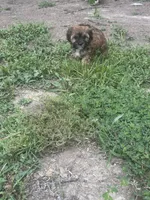 Lily , a female Cavapoo and Shorkie for sale in Reynoldsburg, OH – 2 of 10