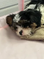 Rocky, a male Cavapoo for sale in Reynoldsburg, OH – 4 of 10