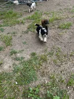 Boomer , a male Cavapoo and Shorkie for sale in Reynoldsburg, OH – 3 of 10