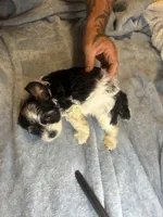 Boomer , a male Cavapoo and Shorkie for sale in Reynoldsburg, OH – 9 of 10
