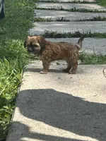 Lily , a female Cavapoo and Shorkie for sale in Reynoldsburg, OH – 5 of 10