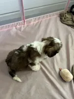 Cisco , a male Cavapoo and Shorkie for sale in Reynoldsburg, OH – 9 of 10