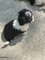 Boomer , a male Cavapoo and Shorkie for sale in Reynoldsburg, OH – 8 of 10