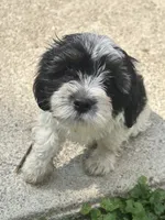 Boomer , a male Cavapoo and Shorkie for sale in Reynoldsburg, OH – 5 of 10