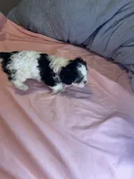 Lucy, a female Cavapoo and Shorkie for sale in Reynoldsburg, OH – 3 of 10