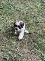 Cisco , a male Cavapoo and Shorkie for sale in Reynoldsburg, OH – 4 of 10