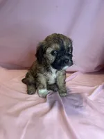 Lily , a female Cavapoo and Shorkie for sale in Reynoldsburg, OH – 6 of 10