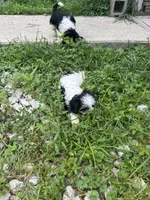 Lucy, a female Cavapoo and Shorkie for sale in Reynoldsburg, OH – 9 of 10