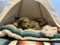 Holly Hobby, a female Miniature Dachshund for sale in Winston-Salem, NC – 10 of 10