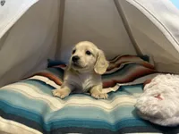 Jax, a male Miniature Dachshund for sale in Winston-Salem, NC – 6 of 10