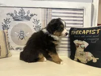 Holly, a female Miniature Australian Shepherd for sale in Winston-Salem, NC – Photo 9 of 10