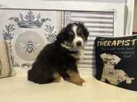 Holly, a female Miniature Australian Shepherd for sale in Winston-Salem, NC – Photo 7 of 10