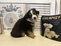 Holly, a female Miniature Australian Shepherd for sale in Winston-Salem, NC – Photo 2 of 10