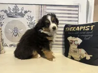 Holly, a female Miniature Australian Shepherd for sale in Winston-Salem, NC – Photo 6 of 10