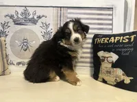 Holly, a female Miniature Australian Shepherd for sale in Winston-Salem, NC – Photo 10 of 10