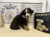 Holly, a female Miniature Australian Shepherd for sale in Winston-Salem, NC – Photo 3 of 10