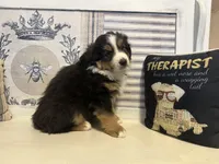 Holly, a female Miniature Australian Shepherd for sale in Winston-Salem, NC – Photo 4 of 10