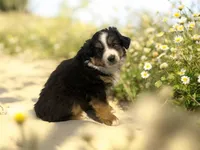 Holly, a female Miniature Australian Shepherd for sale in Winston-Salem, NC – Photo 1 of 10