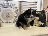 Jolly, a male Miniature Australian Shepherd for sale in Winston-Salem, NC – Photo 6 of 9