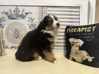 Holly, a female Miniature Australian Shepherd for sale in Winston-Salem, NC – Photo 5 of 10