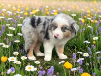 Pablo, a male Toy Australian Shepherd for sale in Winston-Salem, NC – 7 of 8