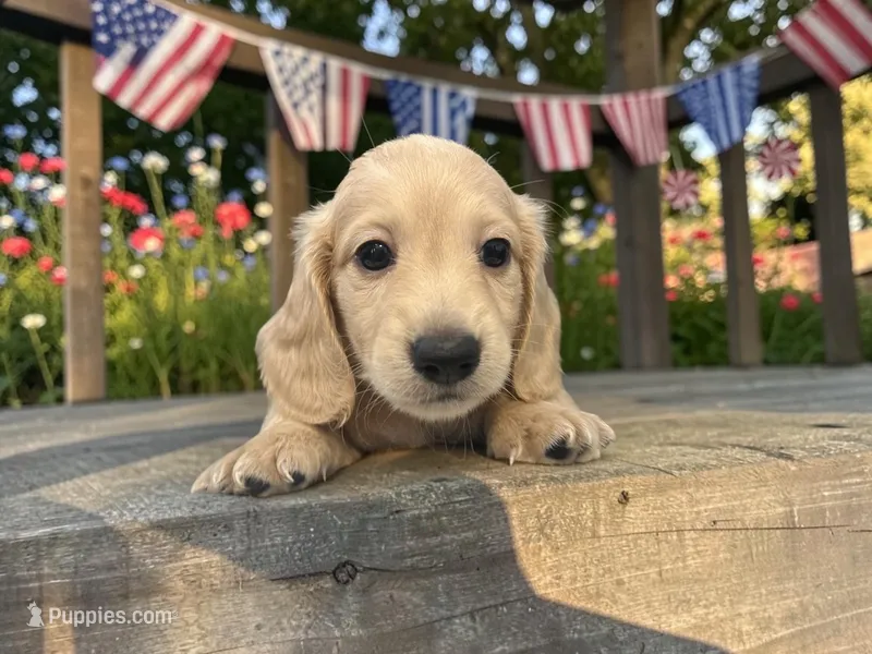 Kristoff – Miniature Dachshund puppy for sale in Winston-Salem, NC
