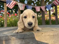 Kristoff, a male Miniature Dachshund for sale in Winston-Salem, NC – 1 of 6