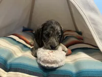Marbles , a female Miniature Dachshund for sale in Winston-Salem, NC – 3 of 10