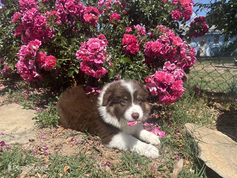 Virginia  – Miniature Australian Shepherd puppy for sale in Winston-Salem, NC